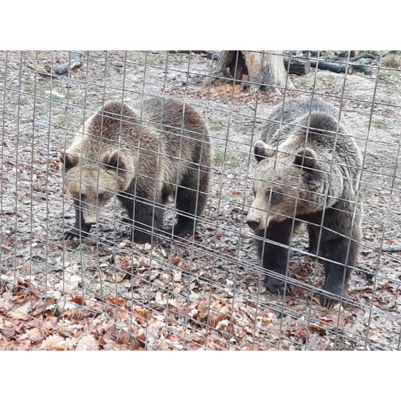 1 Day, 2 attractions: Bears Sanctuary and Bran Castle 1 Day, 2 attractions: Bears Sanctuary and Bran Castle